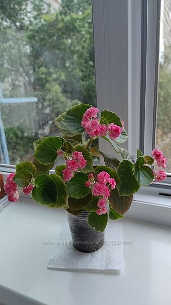 Бегония вечноцветущая махровая розовая