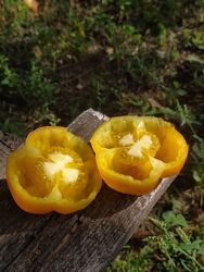 Жовтий томат Ілюзія для фарширування