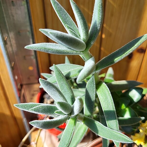 Квіти кімнатні