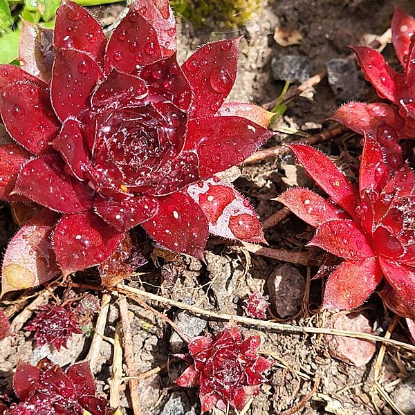 Сукуленти для саду