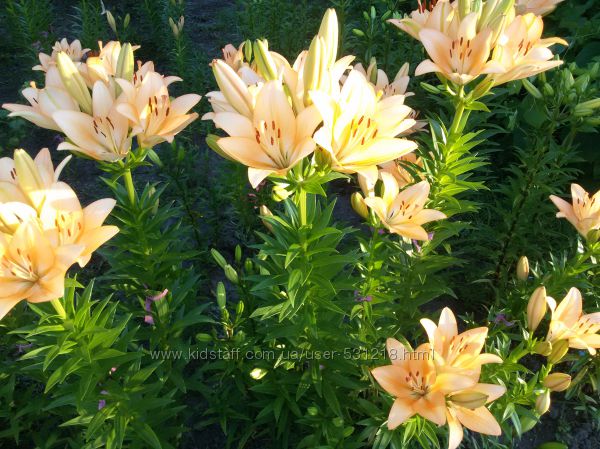 #2: на ветке по10 цветко