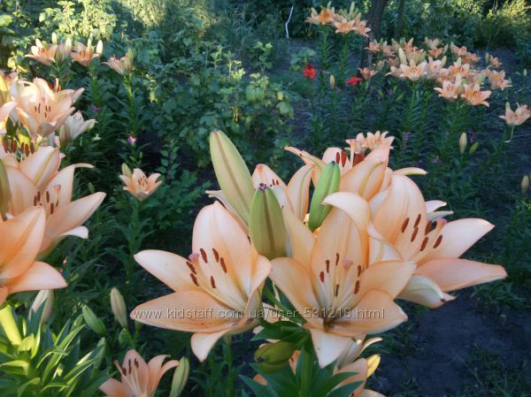 #3: персиковая высокорос