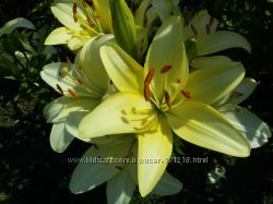 #5: лимонная Sole Mio