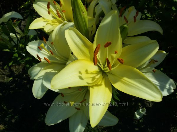 #5: лимонная Sole Mio