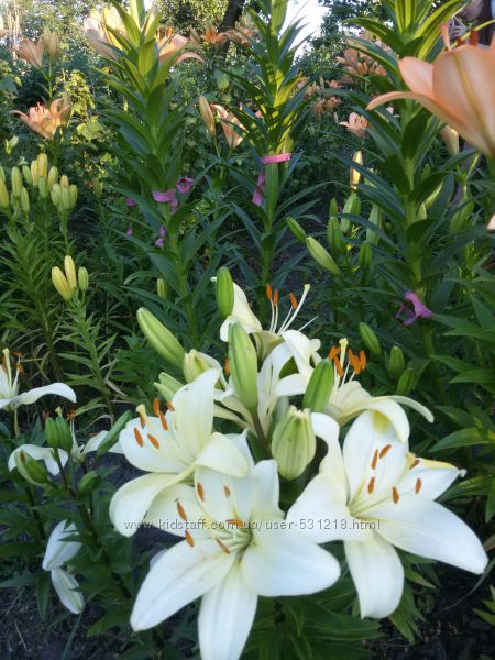 #8: Белая азиатка