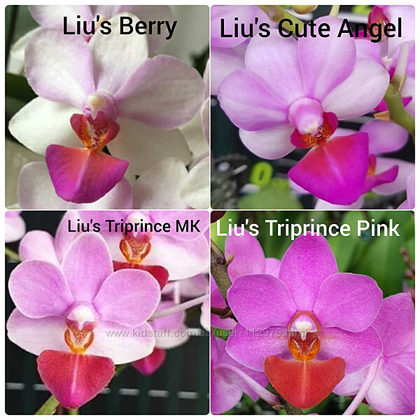 Рожеві-Малинові