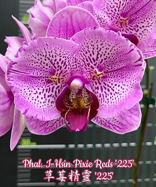 Рожеві-Малин з вкрапл. та полосками