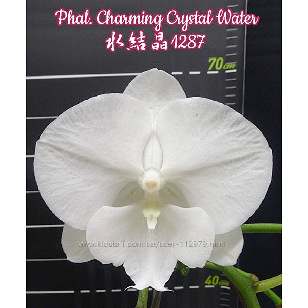 Фаленопсиси сорти