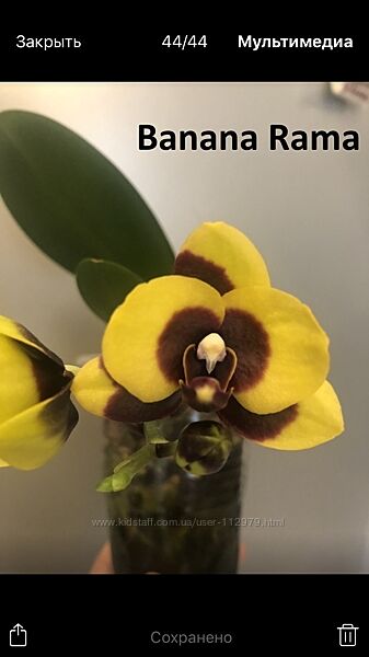 Жовтий з вкрапл. та полосками