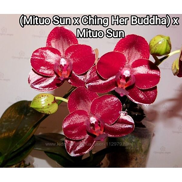 Червоних віддітнків