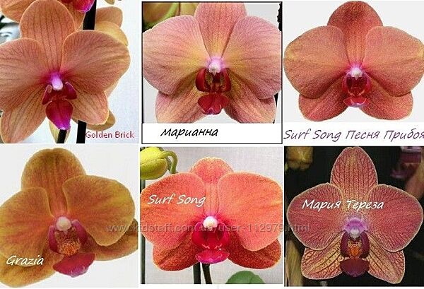 Коралові-Помаранч-Цегляні