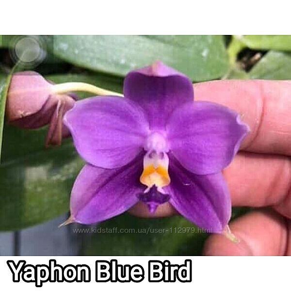 Вишневі-Фіолетові-Бузкові