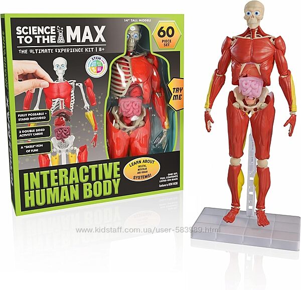 Тело человека скелет и органы сквиш анатомия Interactive Human Body