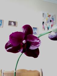 Продам орхидею Sogo Relex 1661 с цветоносами