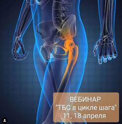 Тазобедренный сустав в цикле шага Денис Никифоров, Дарья Тропкина