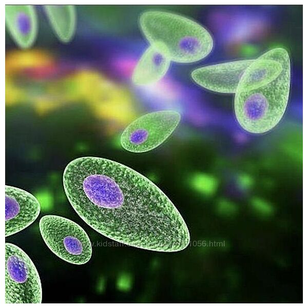 Паразитоз Елена Чунаева