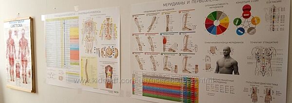 Плакаты по анатомии в электронном виде