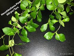Хойя Sumatra, Grey Ghost, Heushkeliana, Cagayanensis срез сорта выбор   