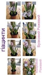 Гіацинти у горщиках