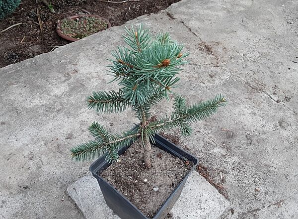 Елочка Майголд  Picea pungens Maigold привитое растение