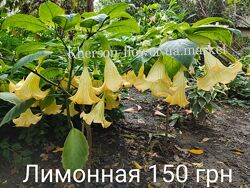 Бругмансия лимонная ароматная