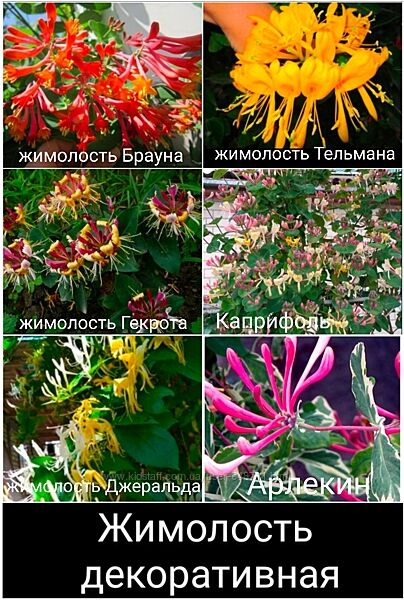  Жимолость декоративная 6 сортов вечнозеленая, вариегатная, каприфоль