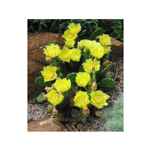 Опунция садовая кактус, зимующий в открытом грунте.