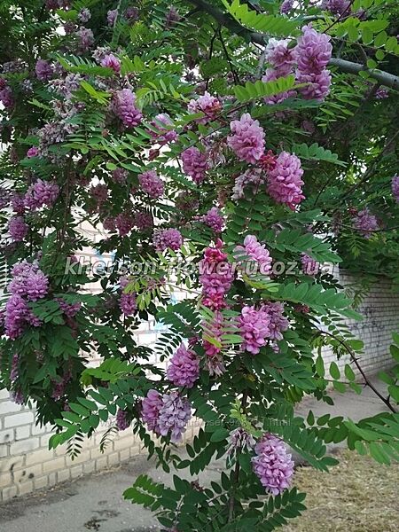 Продам саженцы розовой акации робиния клейкая.