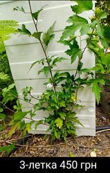 #4: 3-летка 450 грн