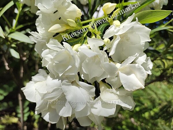 Олеандр белый махровый MONT BLANC