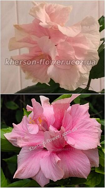 Гибискус комнатный персиковый махровый китайская роза