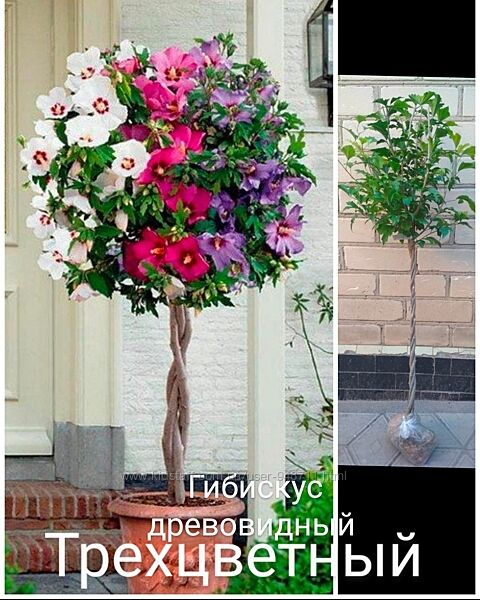 Гибискус древовидный трехцветный.