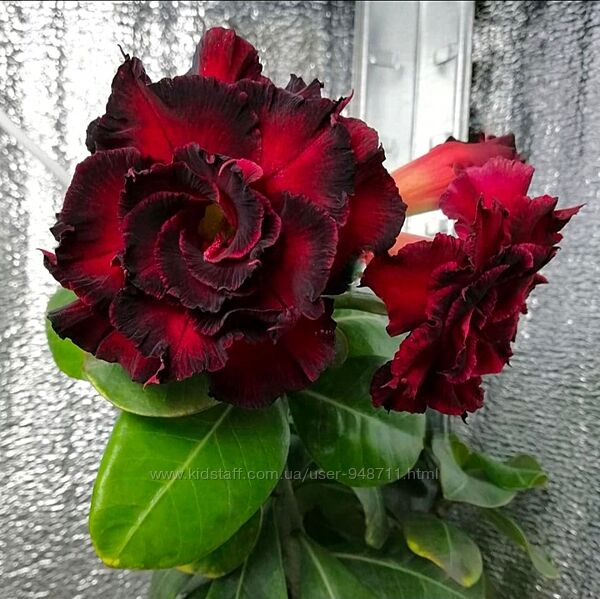 Адениум махровый Moran прививка