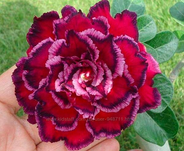 Адениум махровый привитый Quatro Magesty