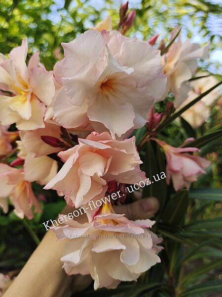 Олеандр махровый Apricot Queen