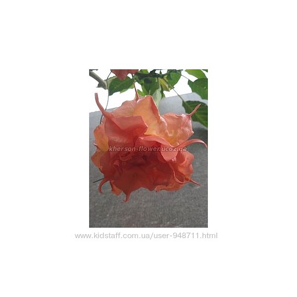 Бругмансия махровая Double L´amour