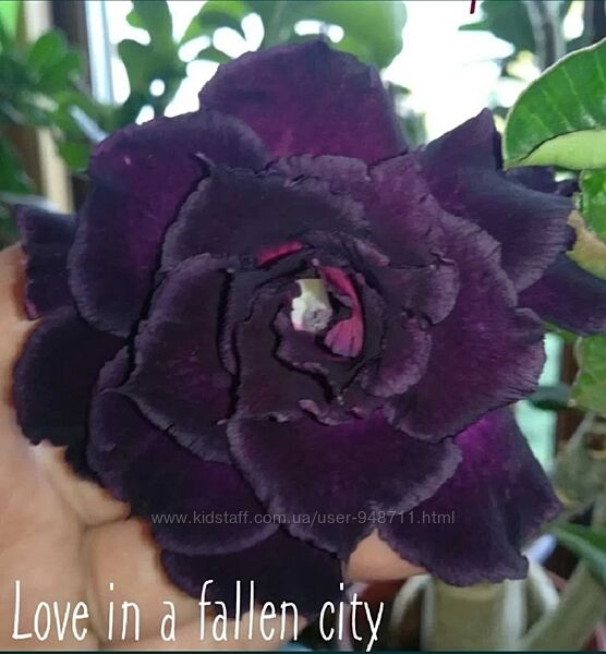 Адениум махровый Love in a fallen city прививка