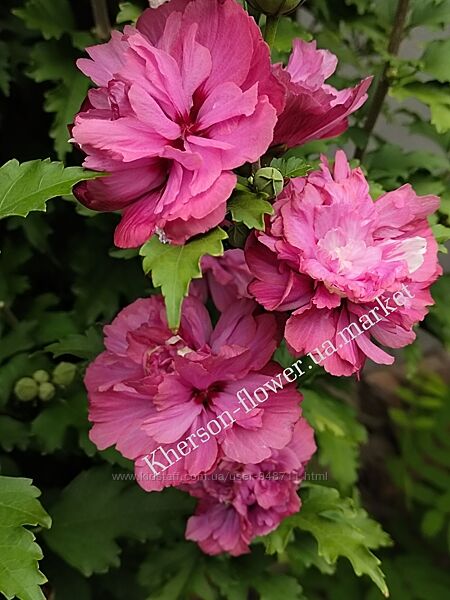 Гибискус Дюк де Брабант