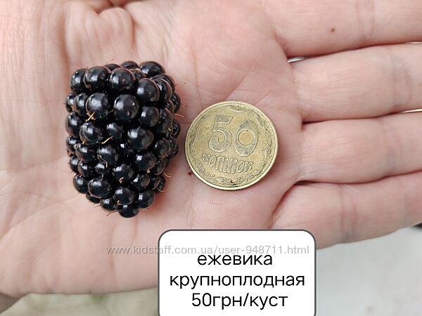 Ежевика гибридная не колючая