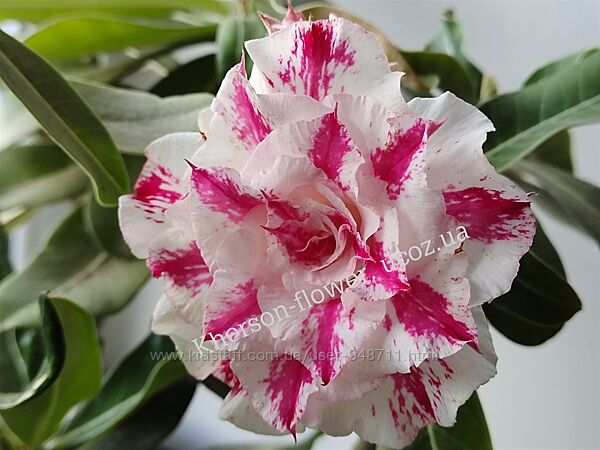 Адениум махровый привитый