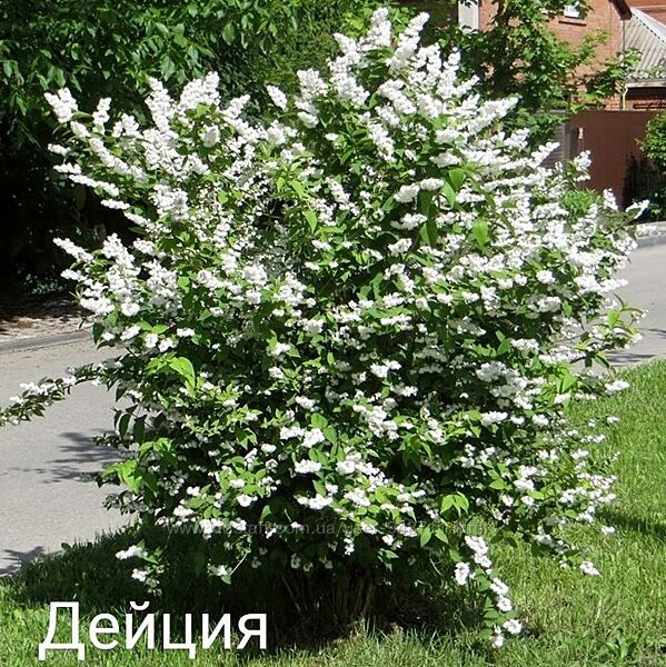 Дейцтя махровая 4-летка