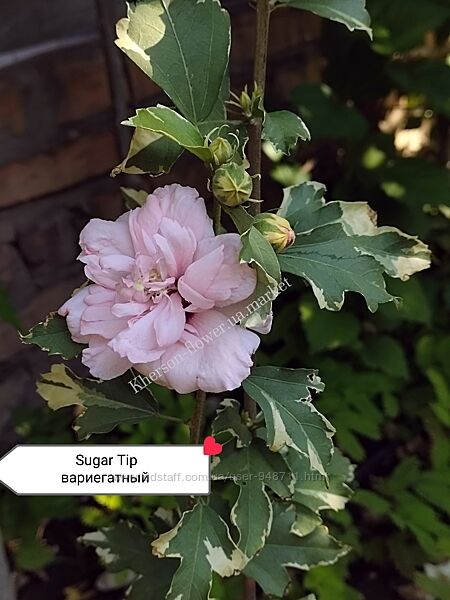 Гибискус вариегатный Sugar Tip