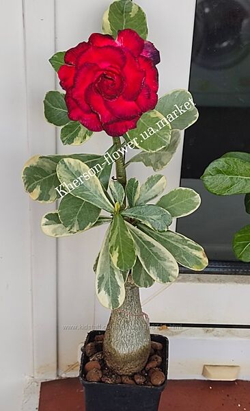 Адениум вариегатный Triple Super Javoen