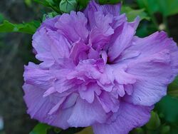 Гибискус древовидный French Cabaret Purple 