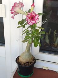 Адениум привитый белый с малиновой каймой