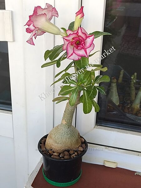 Адениум привитый белый с малиновой каймой