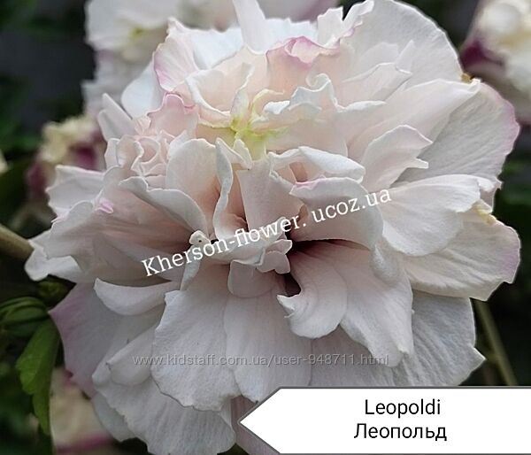 Гибискус древовидный Leopoldi