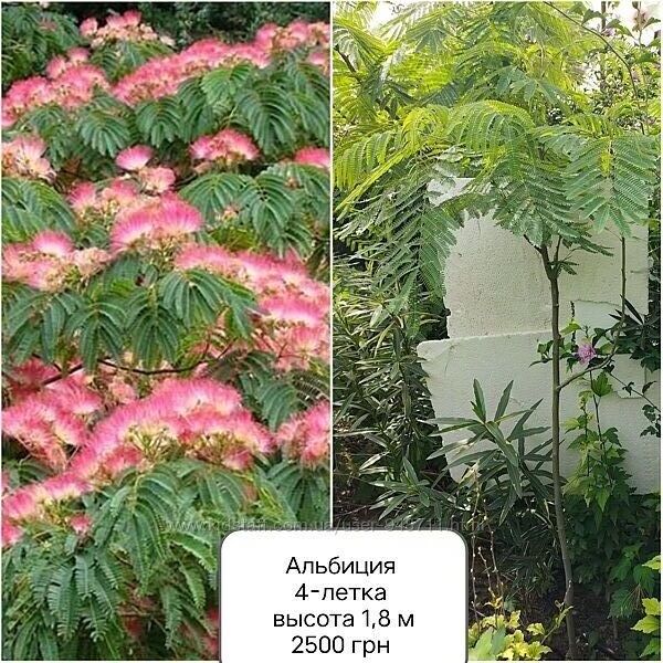 Альбиция ленкоранская взрослые деревья будут цвести