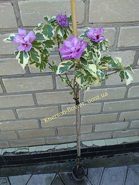 Гибискус вариегатный Ван Гог