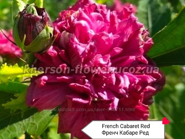 Гибискус древовидный French Cabaret Red